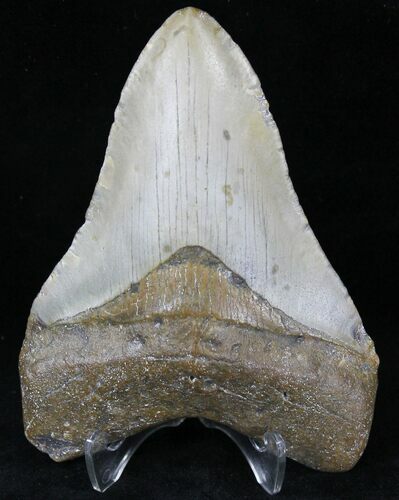 Megalodon Tooth - North Carolina #21703